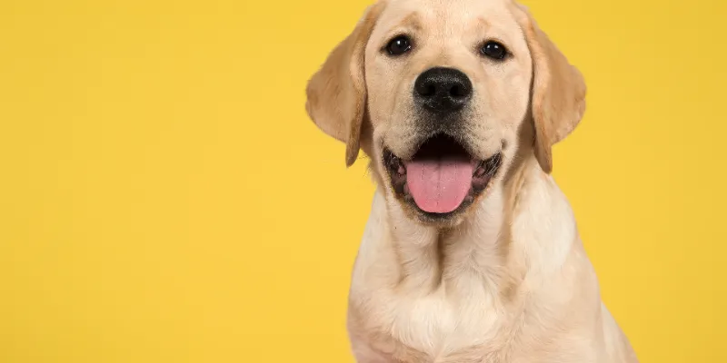 Istoria și Caracteristicile Rasei Labrador Retriever 