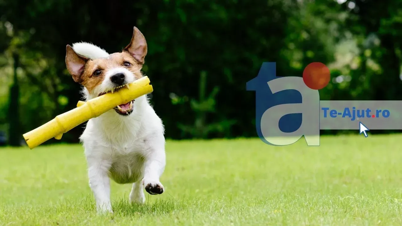 Cum să îți menții gazonul verde vara?