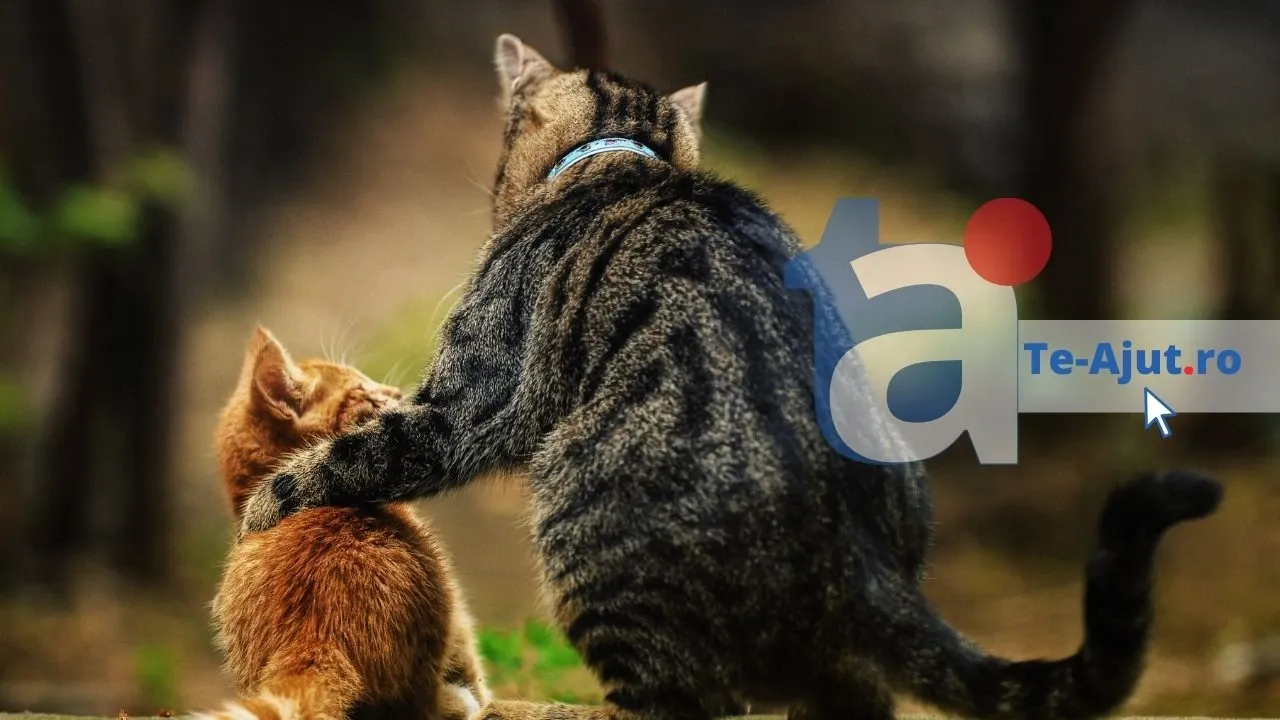 Cel mai important sfat pe care îl poți afla